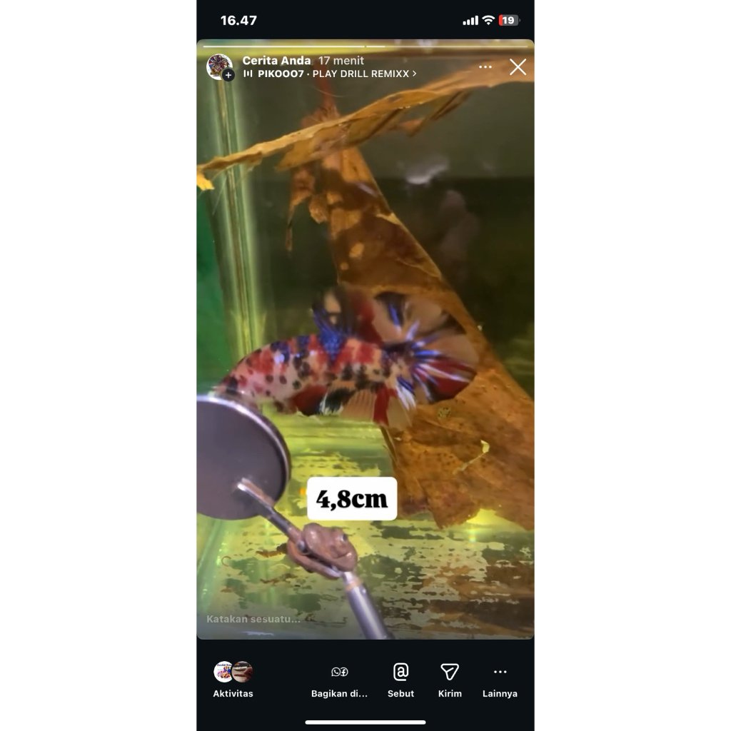 betta fish