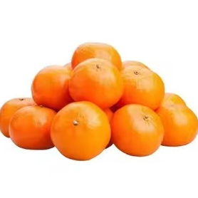 bibit jeruk mandarin