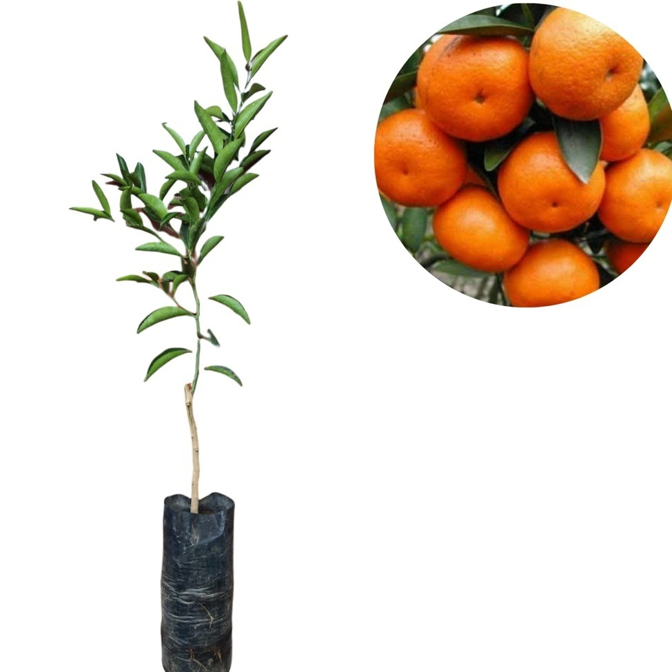 bibit jeruk santang daun