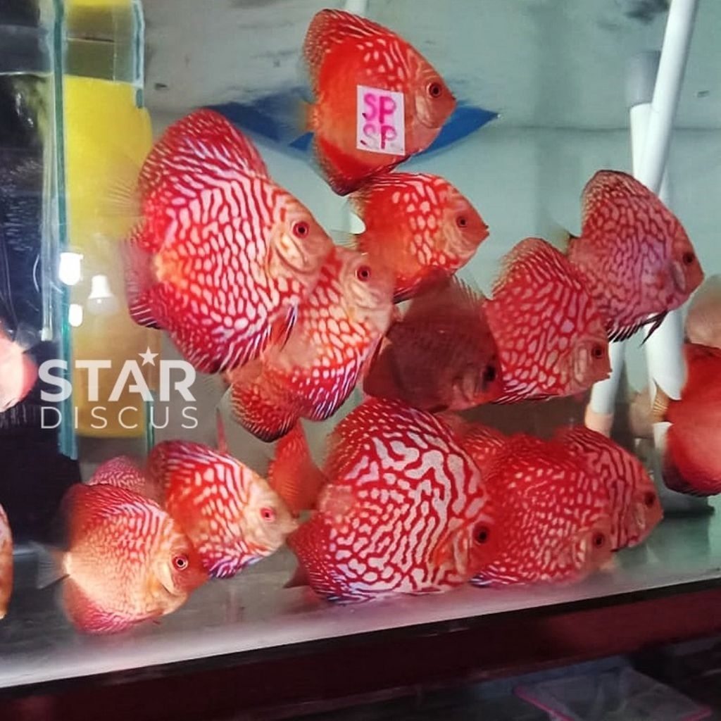 Burayak Discus Pigeon checkerboard induk berkualitas
