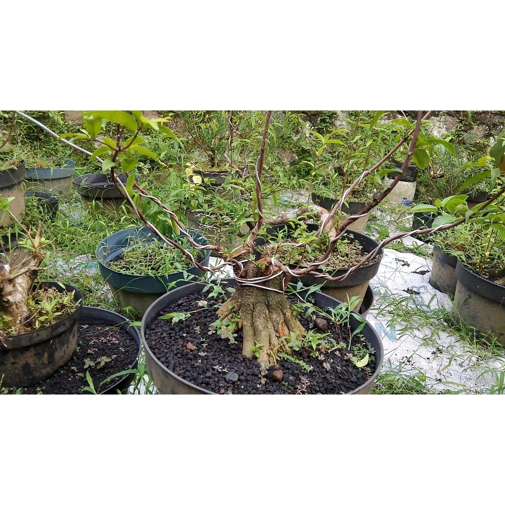 bahan bonsai anting putri prokar