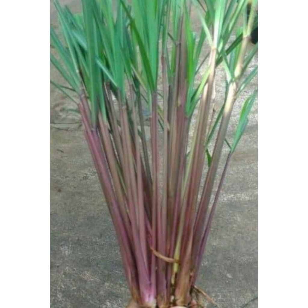 100 gram Serai Wangi Segar / Serai Merah Segar / Sereh Wangi Segar
