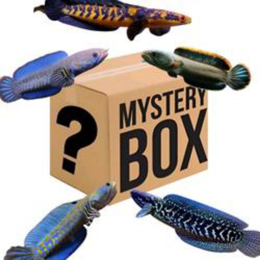 box mystery Channa pemula Bergaransi anti zonk