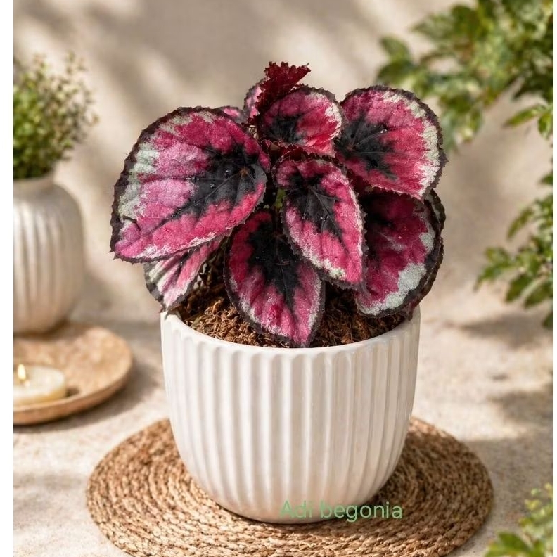 begonia red pita tanaman hias begonia daun merah rimbun