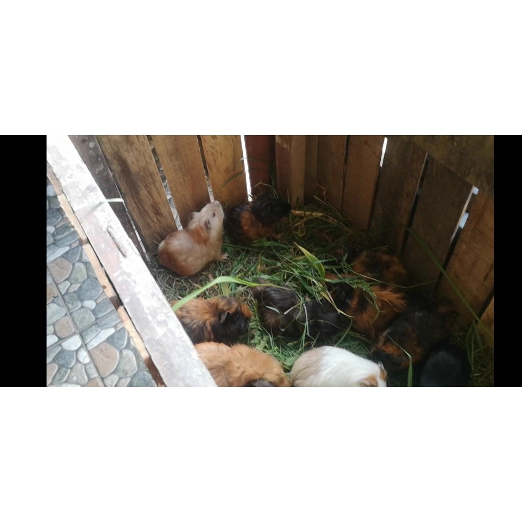 MARMUT ANAKAN LOKAL SUPER SEHAT & LUCU