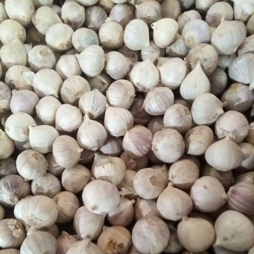 Bawang Putih Lanang Lokal 1kg
