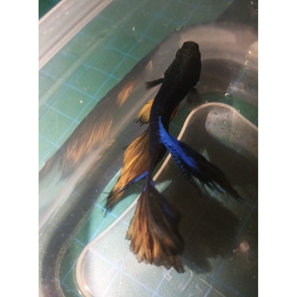 Ikan Cupang Hias Halfmoon Warna Hitam Biru Emas Premium Betta Fish Cantik Aktif Siap Pelihara