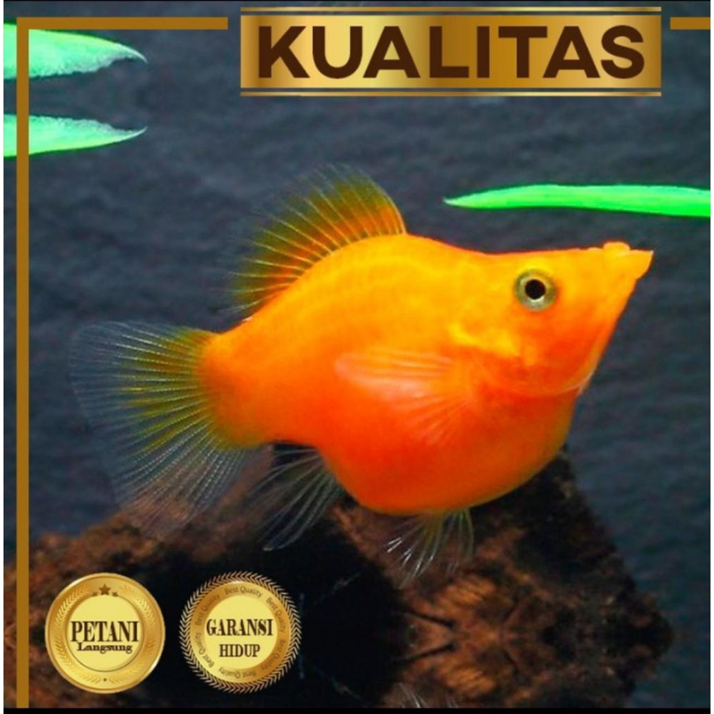 Molly Sunkist Balon Size M Ikan Hias Aquascape Hiasan Aquarium Tanaman Air