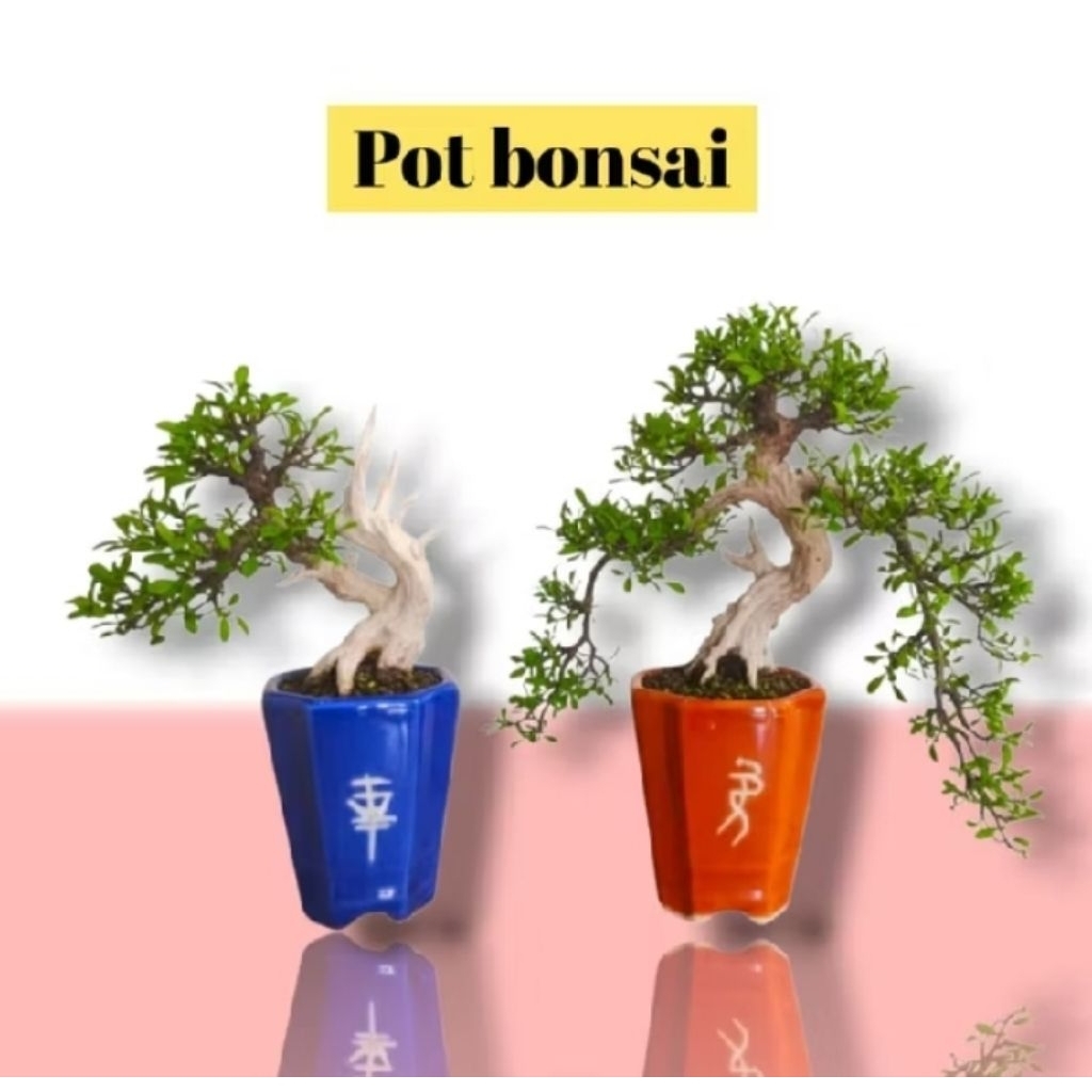 Pot keramik Bonsai Shito cascade lukis mame - pot keramik mini bonsai