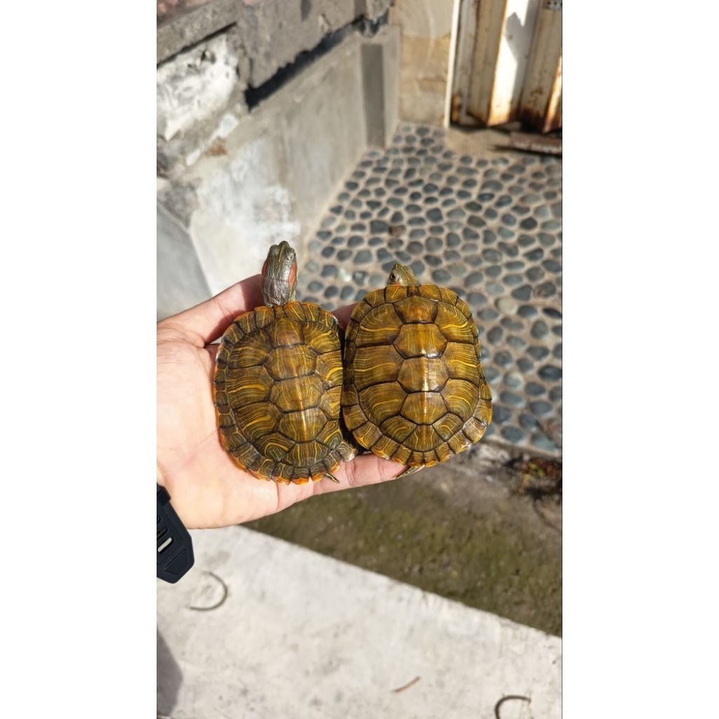 Pelet Kura Brazil Medium