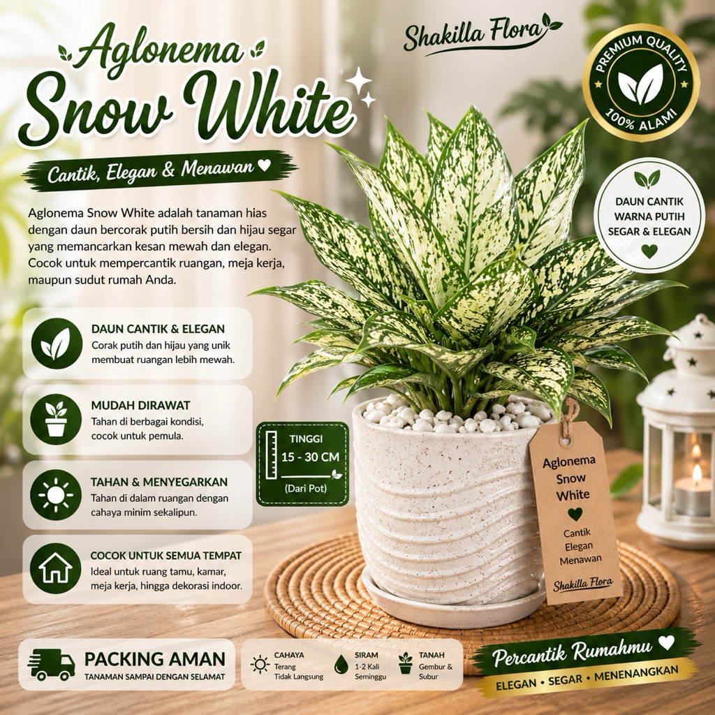 Tanaman Aglonema Snow White Beras Tumpah