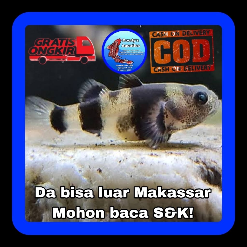 Goby Bumblebee Per Ekor (1cm) (Brachygobius xanthozonus)