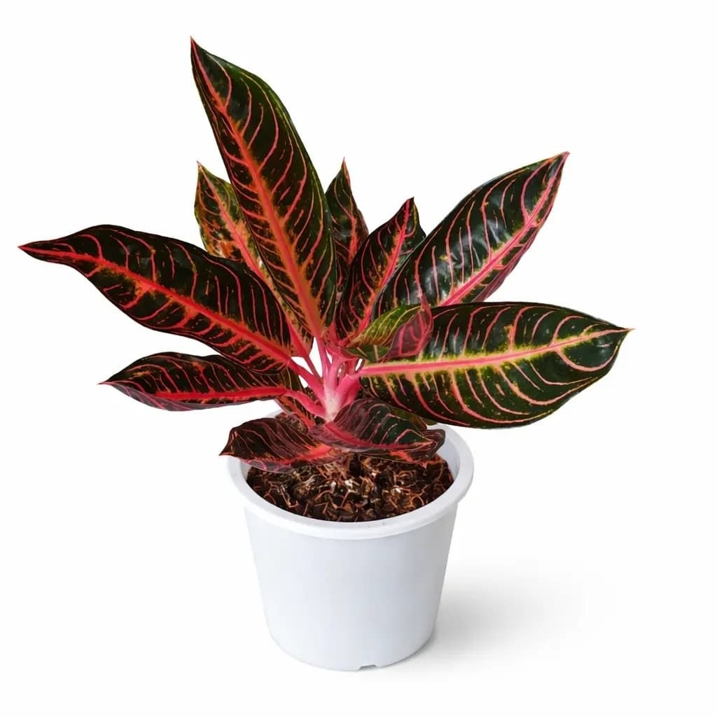 Aglonema pride of Sumatra