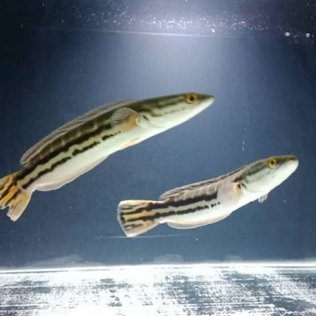 ikan hias predator toman  hijau size 15- 20 cm