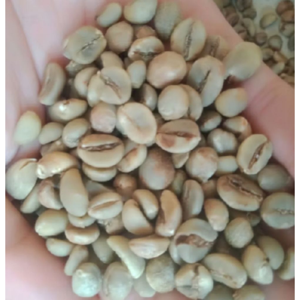 biji kopi mentah ROBUSTA LAMPUNG GRADE 1/1kg
