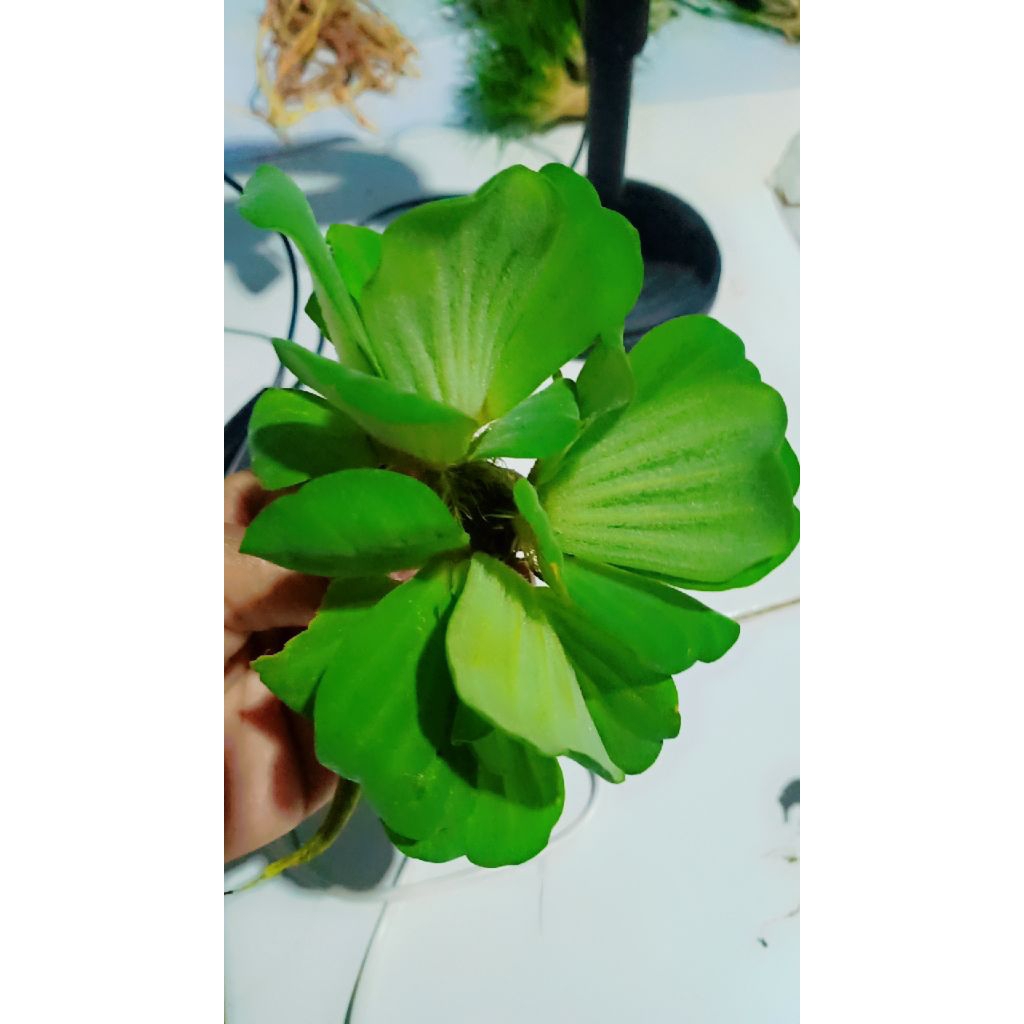 kapu kapu mawar tanaman apung aquascape