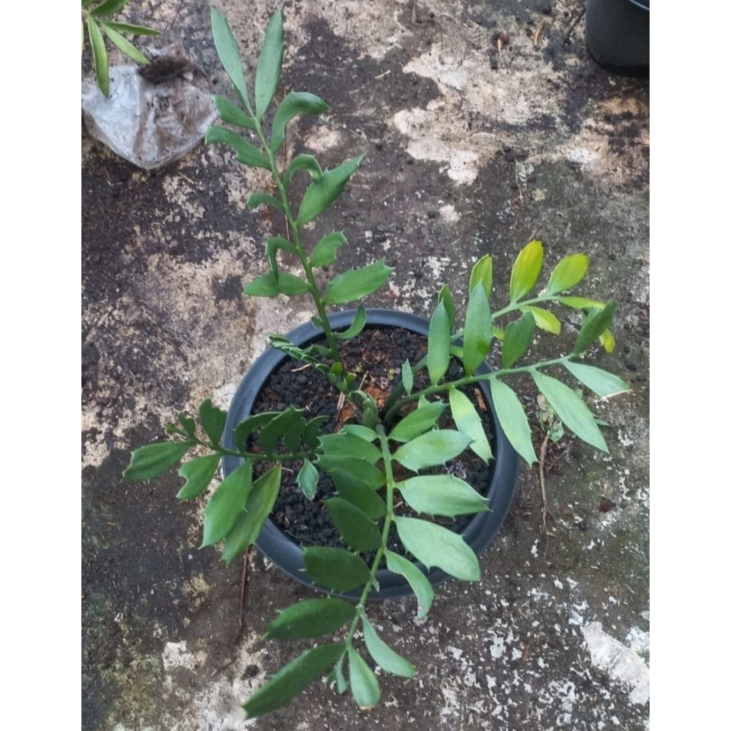 Tanaman Purba Encephalartos Ferox mutasi daun