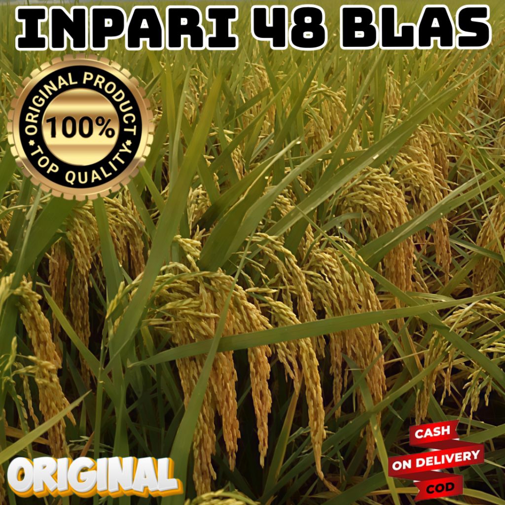Bibit Benih Padi Inpari 48 Blas Kadar Amilosa 23,58% Berkualitas Unggul Kemasan 5kg