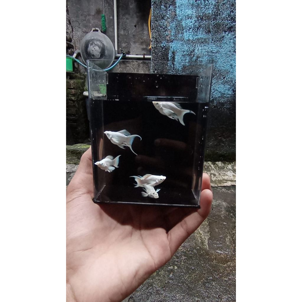 MOLLY PLATINUM CAWANG