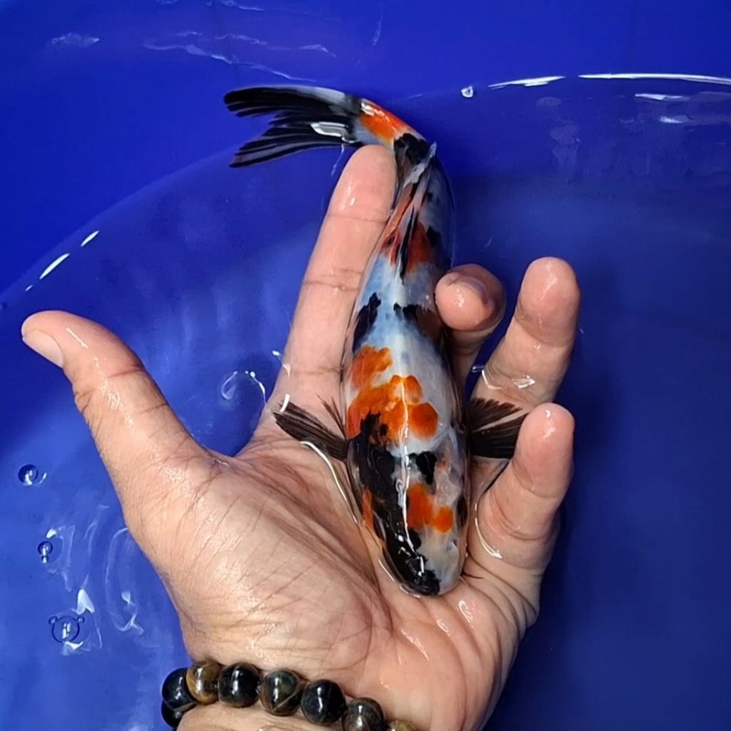 Ikan Koi Blitar Jenis Showa / Rumah Koi Jakarta / kode 0037