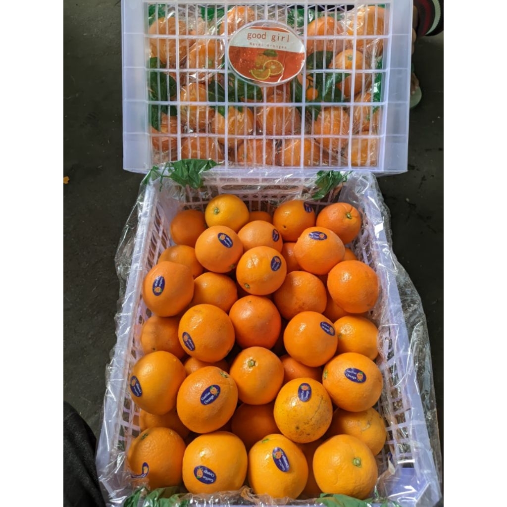 jeruk sunkist navel china 1 krat
