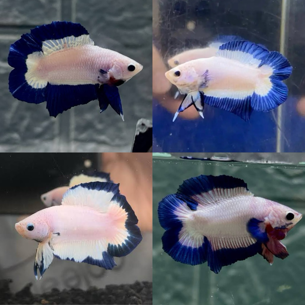 [Chan Aquatic] Cupang Plakat Double Tail Bluerim Size M Umur 3 Bulan Jantan