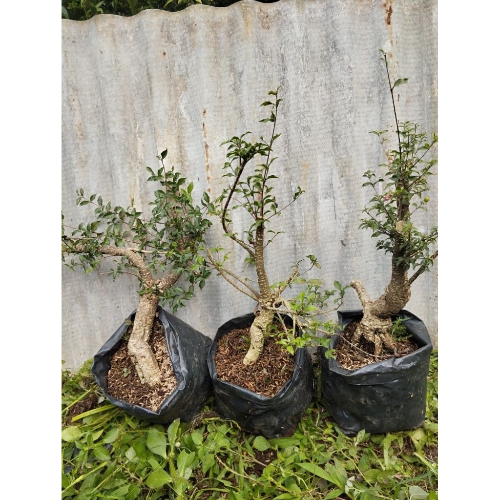 sakura mikro bonggol super