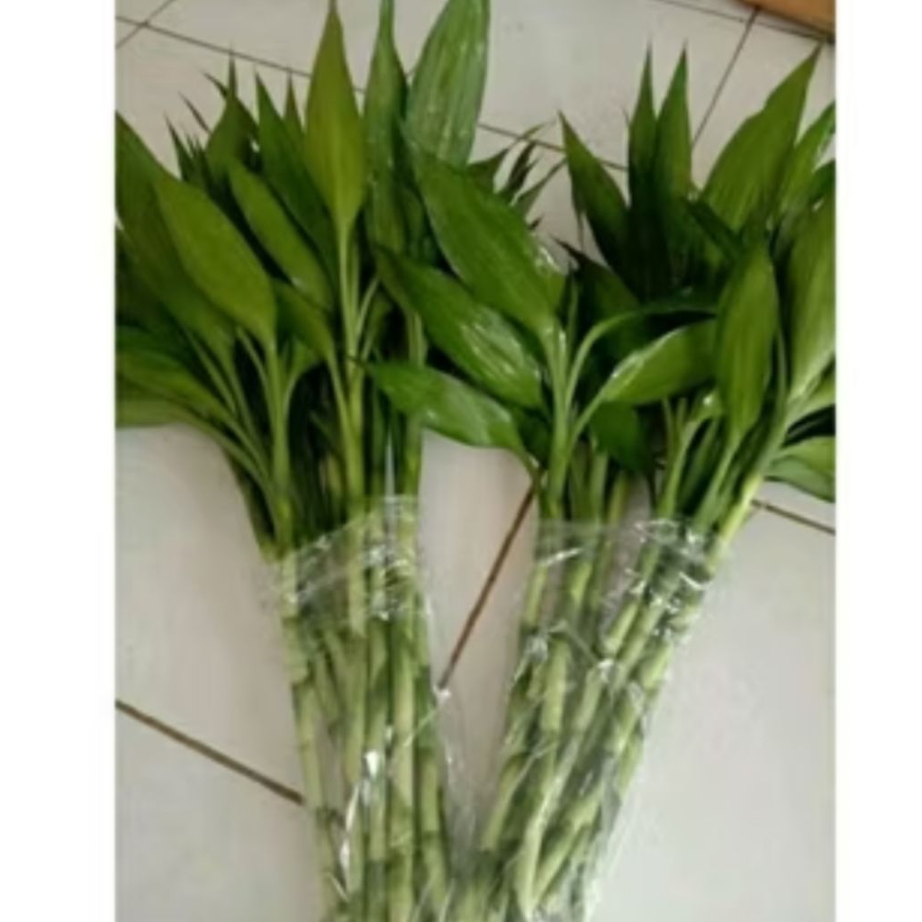 bambu sri rejeki/bambu kole