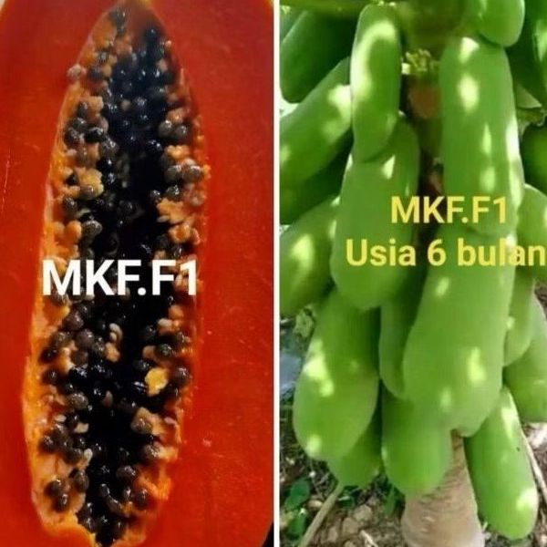 BIBIT BENIH PEPAYA CALIFORNIA MKF.F1.20 Gram Paling Larisss