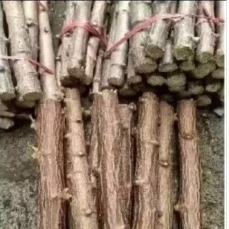 1 kg bibit stek ubi kayu ubi singkong konsumsi