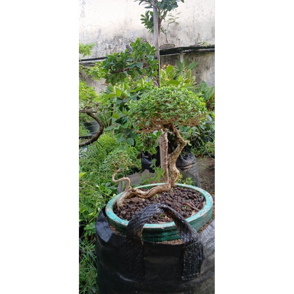 Bonsai sancang siap pajang