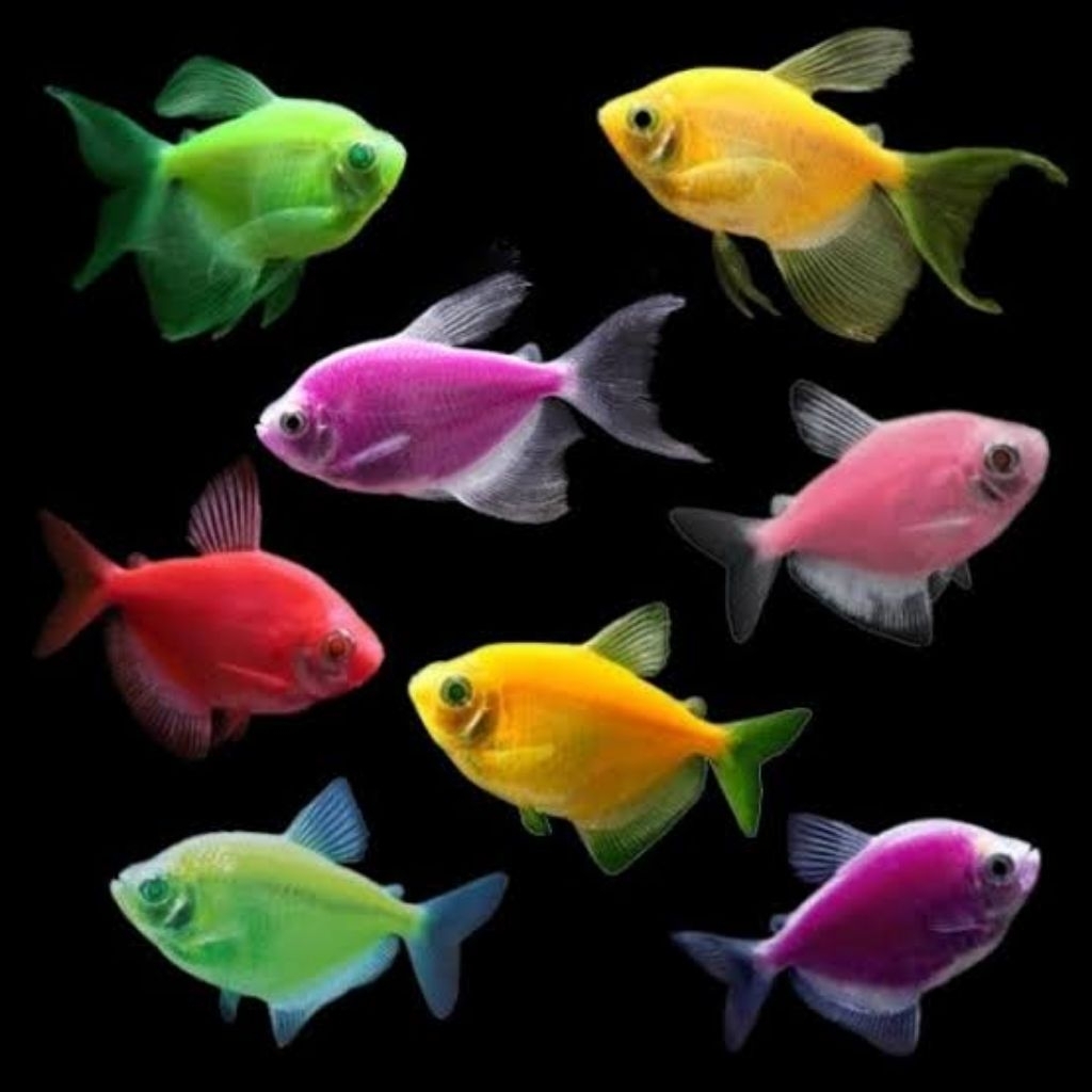 Hiasan Akuarium Ikan Warna Warni Glofish Glowfish