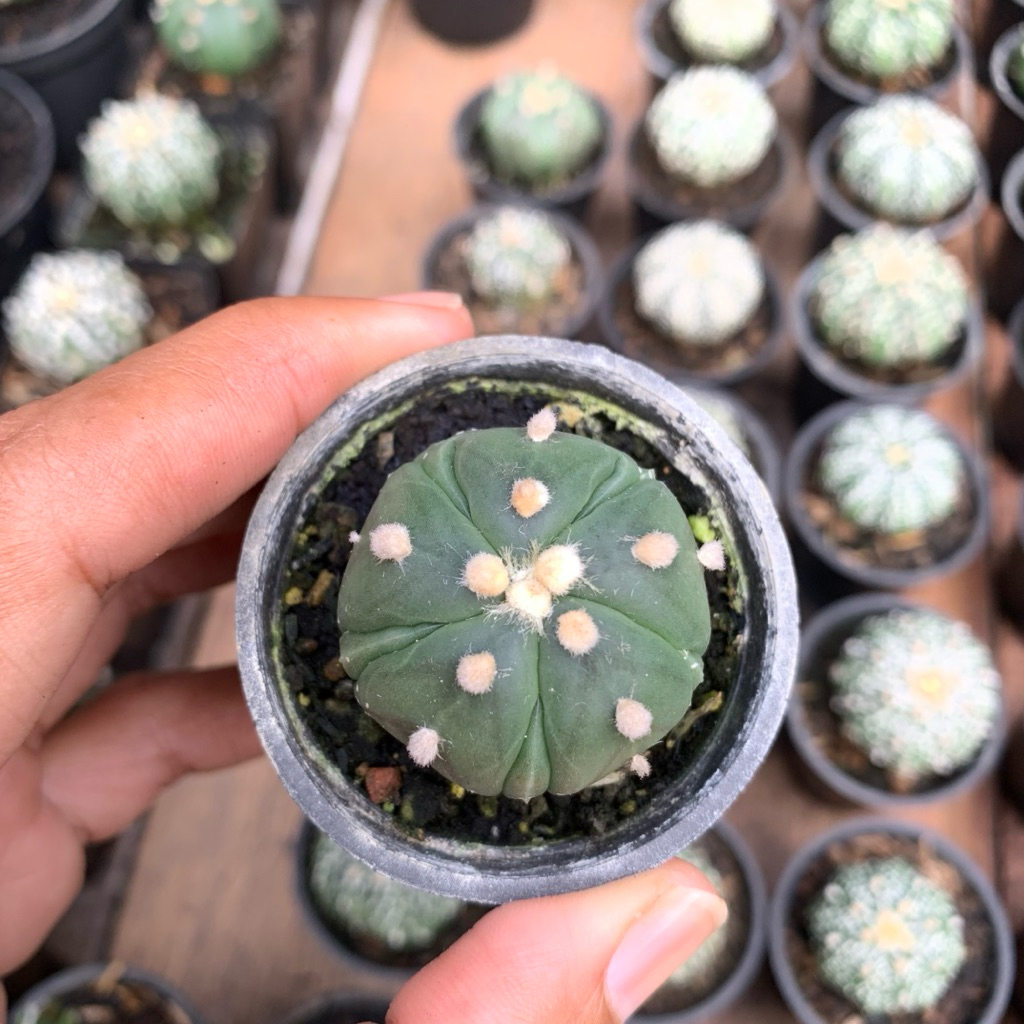 Kaktus Astrophytum Kikko Fukuryu