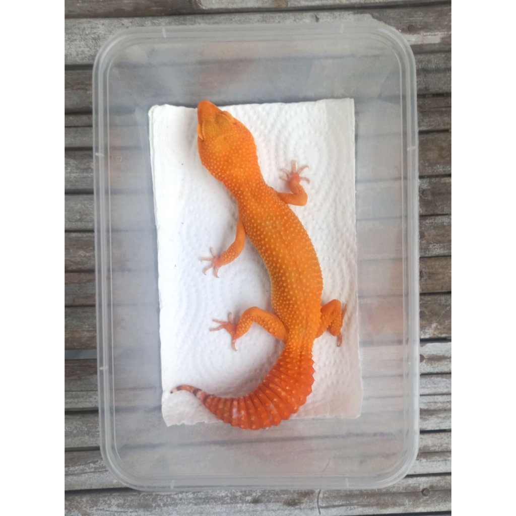 MAINAN GECKO SUNGLOW POSS GIANT ADULT SESUAI FOTO