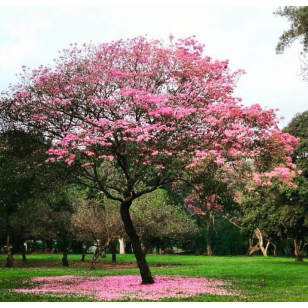 Tanaman hias Tabebuya Pink/Pohon Tabebuya Pink/Tanaman Hias Tabebuya Bunga Pink/Tanaman Hias Bunga S