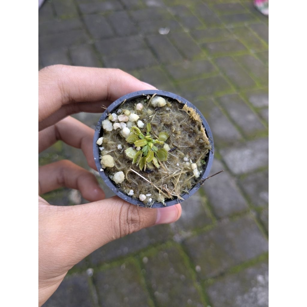 VFT Typical