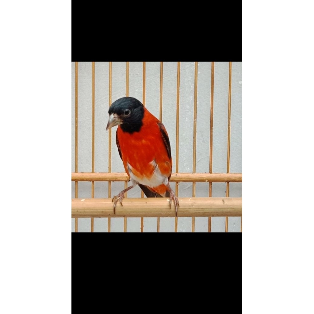 Red siskin klasik super gacor
