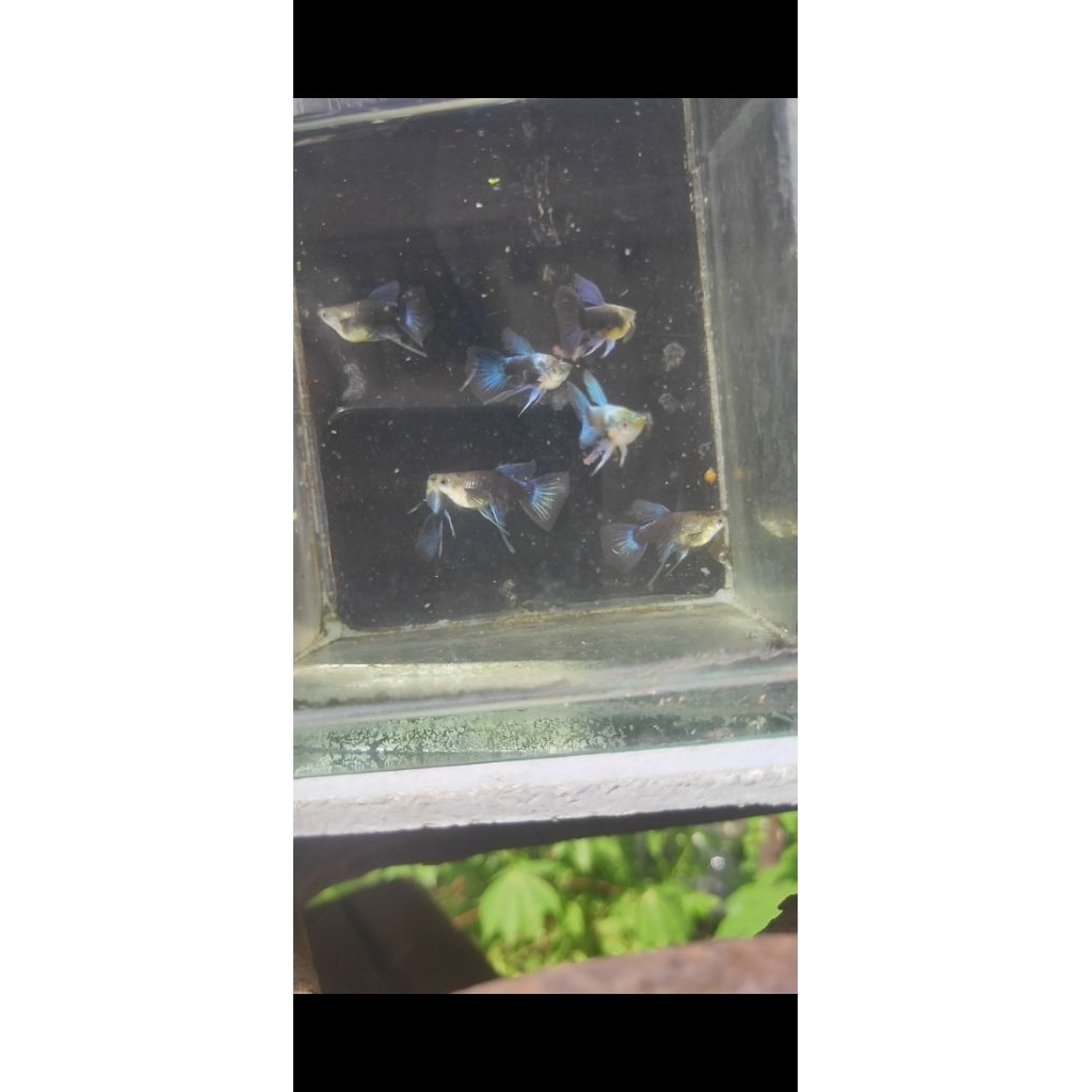 hiasan akuarium guppy hb blue sb ribbon