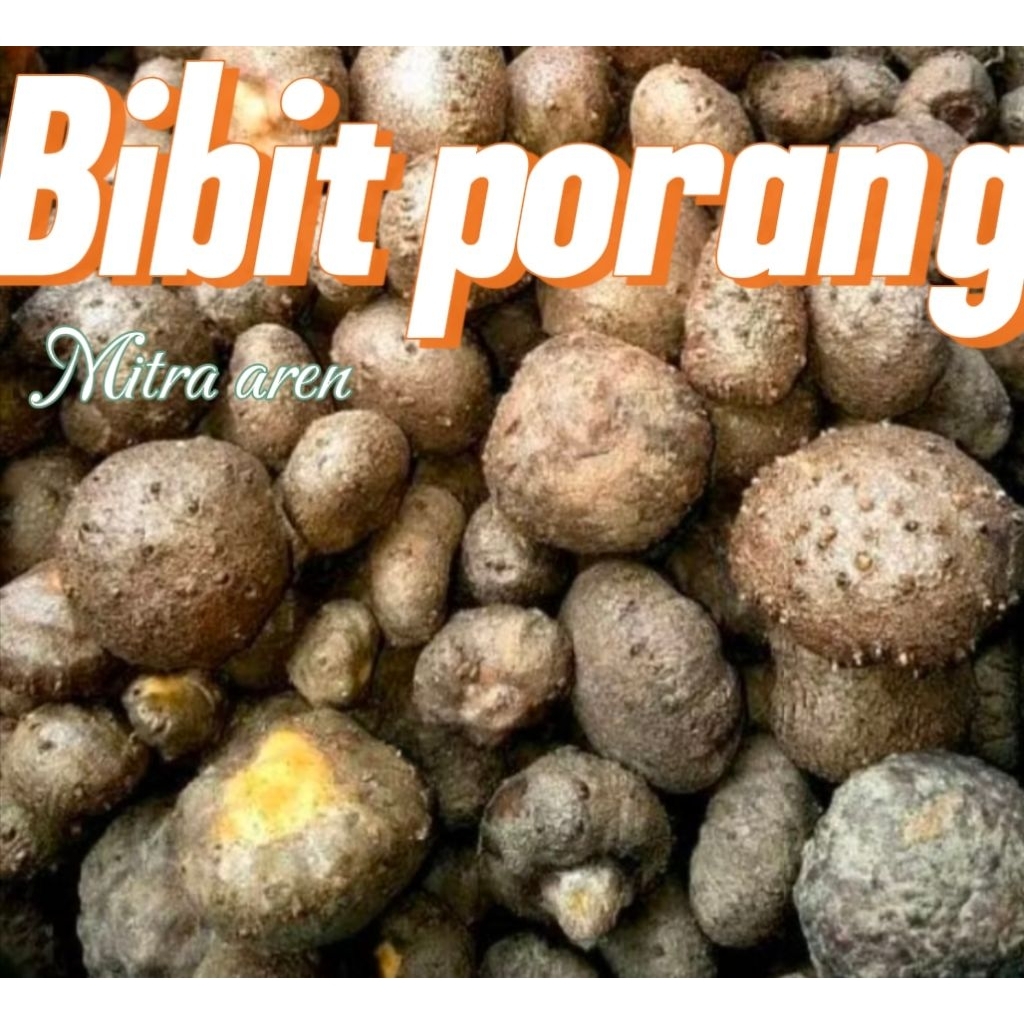 BUAH PORANG/KATAK 1,kg