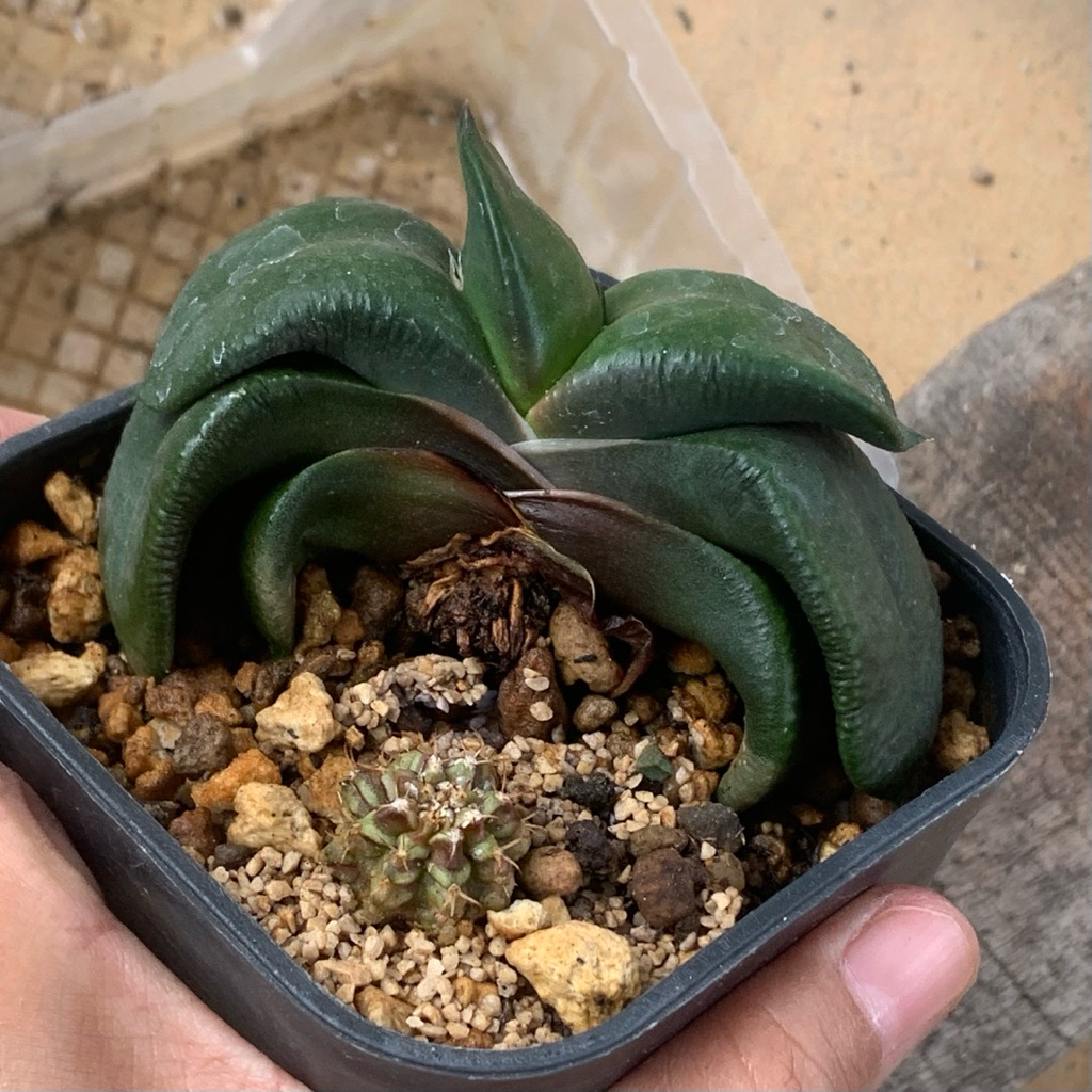 gasteria armstrongi armstrongii kaktus var kaktus tanaman hias hidup gurun hadiah gift hobby hobi ul