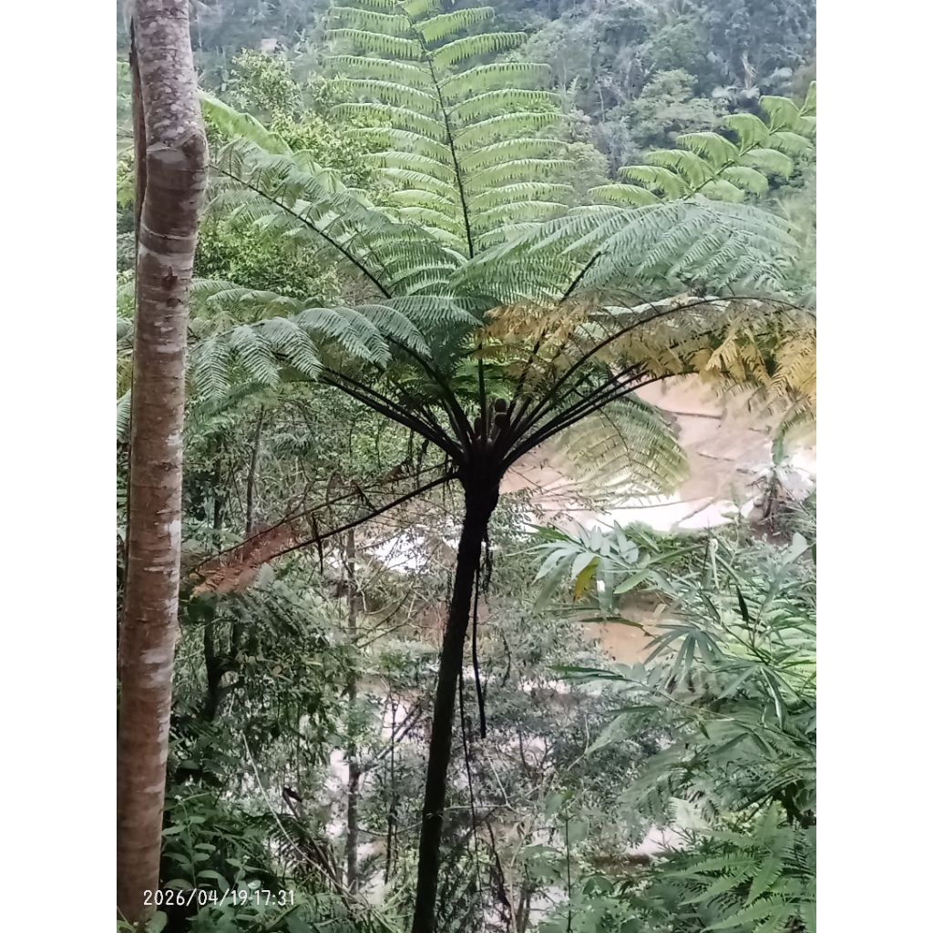 tanaman hias pakis haji, pakis monyet, pakis kera, pakis paku, 50cm
