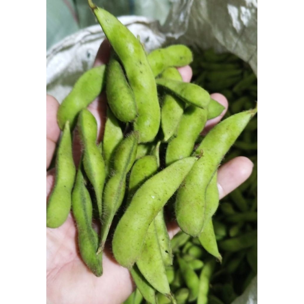 EDAMAME/ Kacang Kedelai Super Mentah 1kg siap kirim