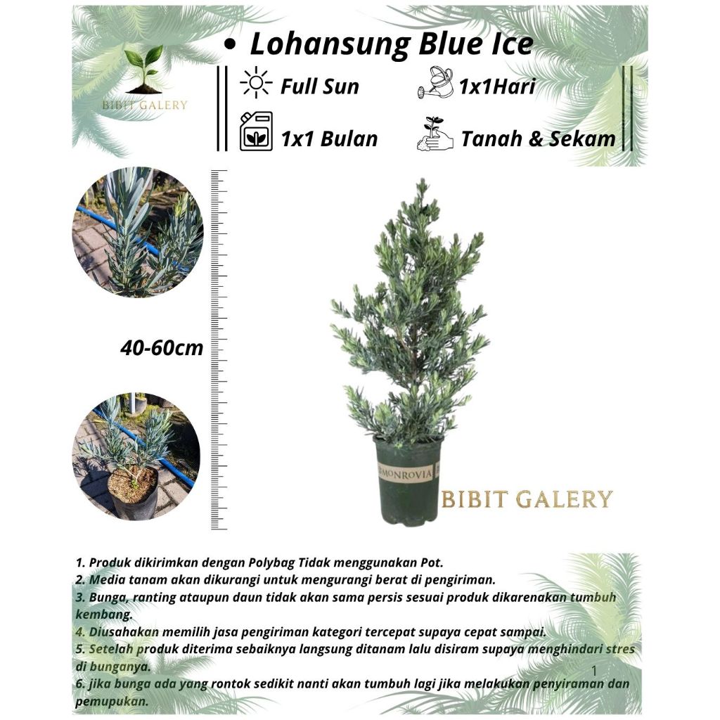 Lohansung Blue Ice - Bibit Tanaman Lohansung Blue Ice Ori +-50cm
