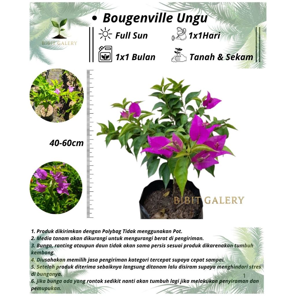 Bougenville - Bibit Tanaman Bougenville Ungu