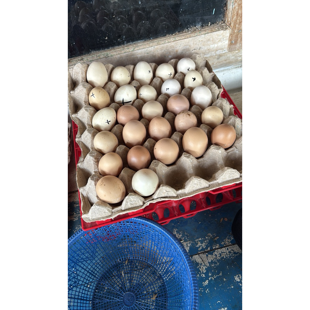 telur fertil KUB