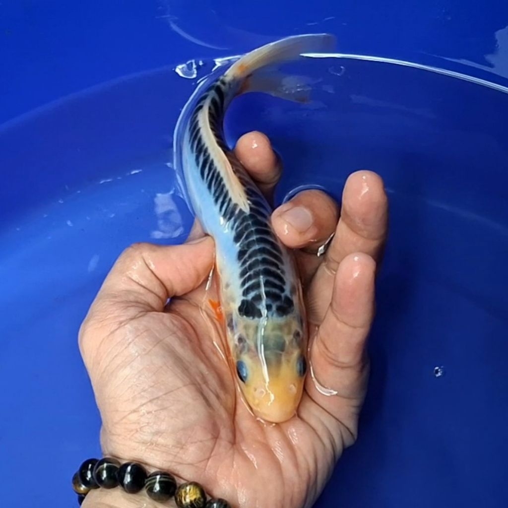Ikan Koi Blitar Jenis Shusui / Rumah Koi Jakarta / kode 0022