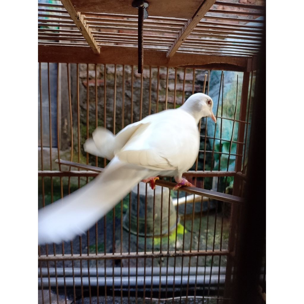 Burung Puter Putih