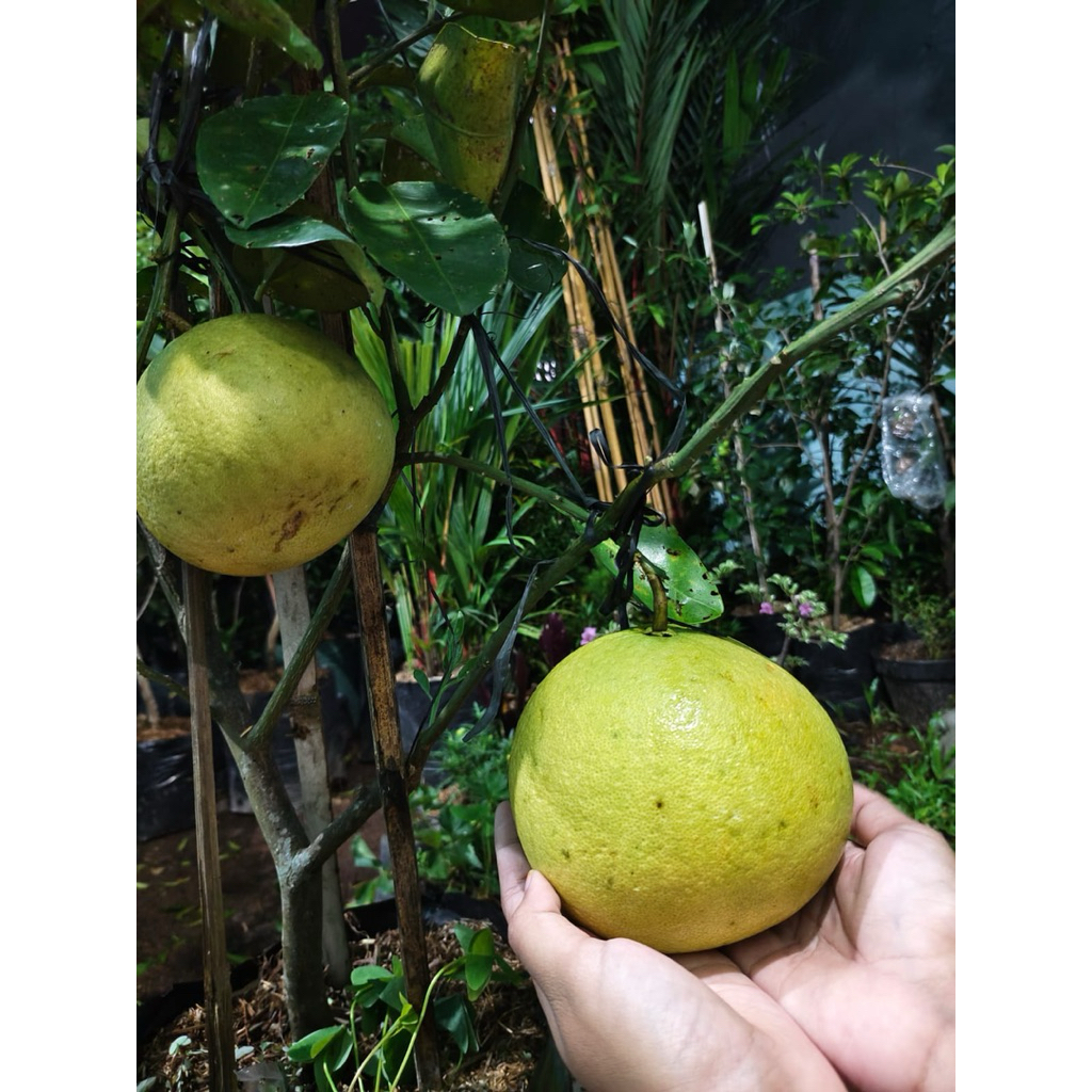 Tanaman Buah Jeruk Bali Sudah Berbuah Besar