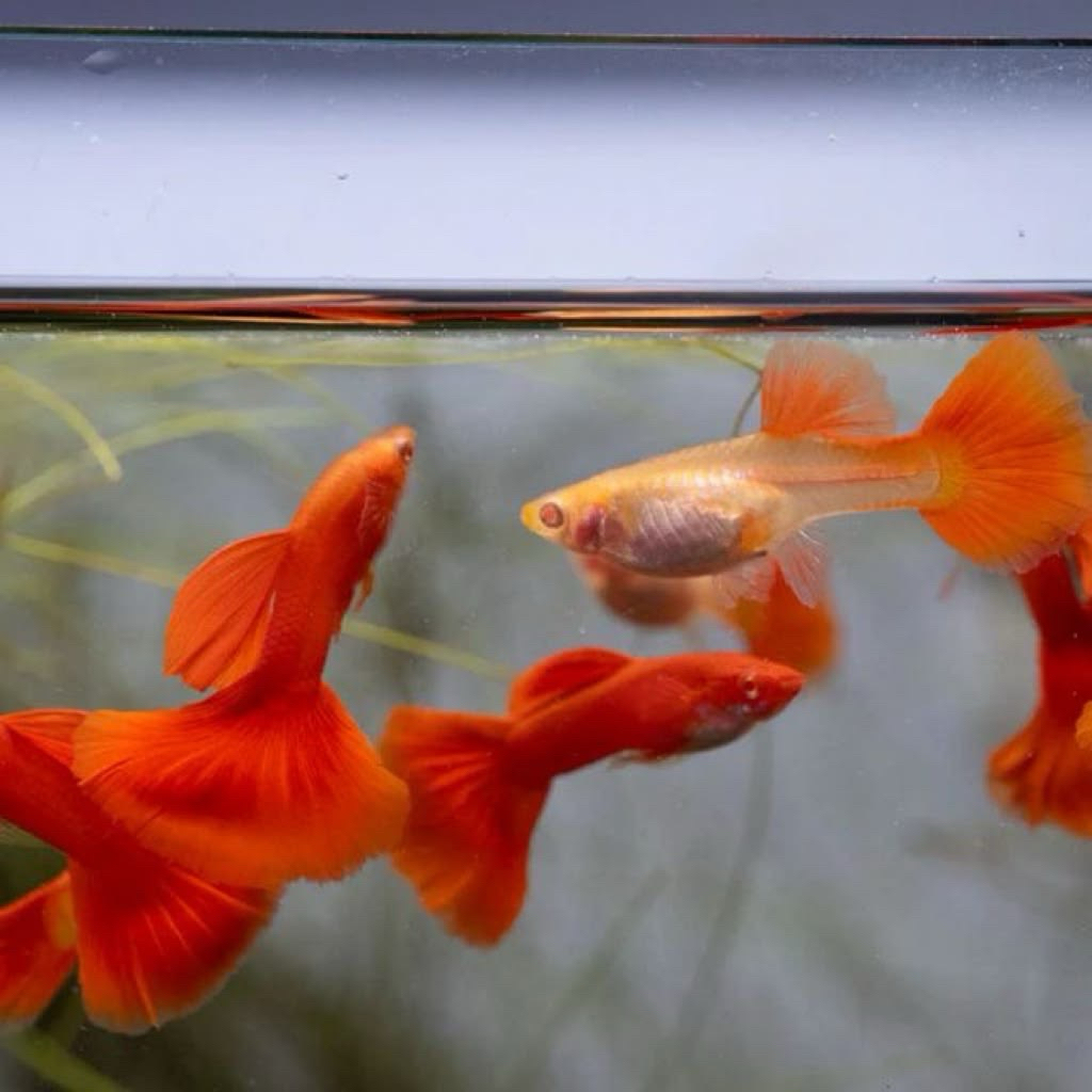 [Chan Aquatic] Ikan Hias Guppy All Ful Red Sepasang Siap Kawin