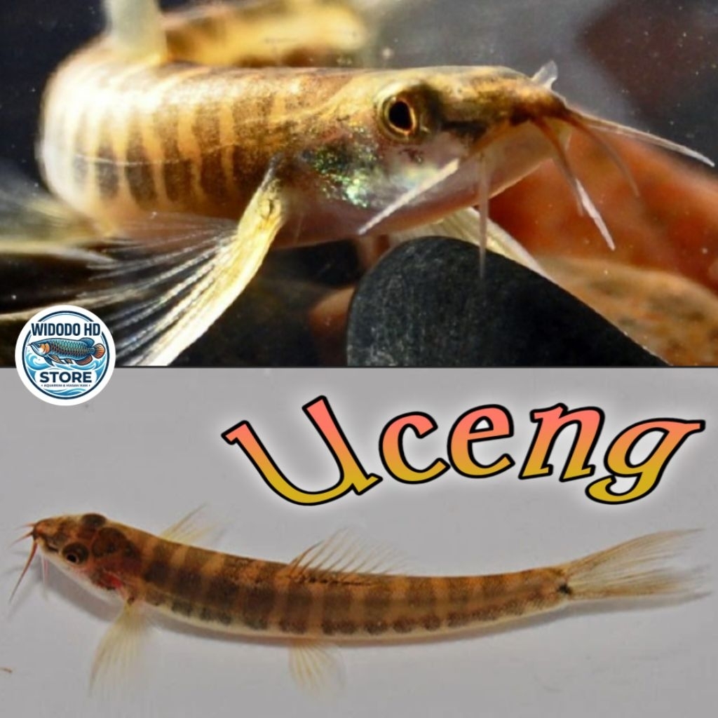 Ikan Uceng (Nemacheilus fasciatus) hiasan aquarium, ikan air tawar